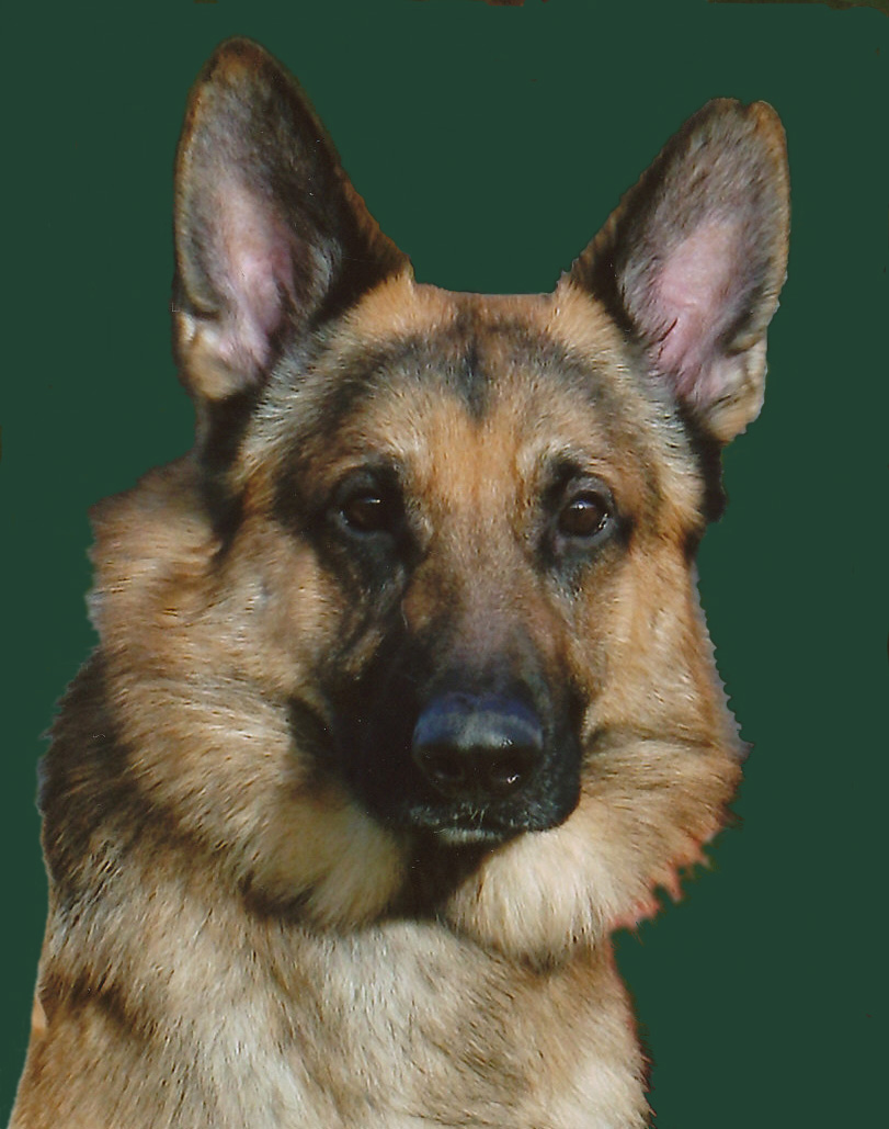 Jansires Aces High - GSD - German Shepherd dog