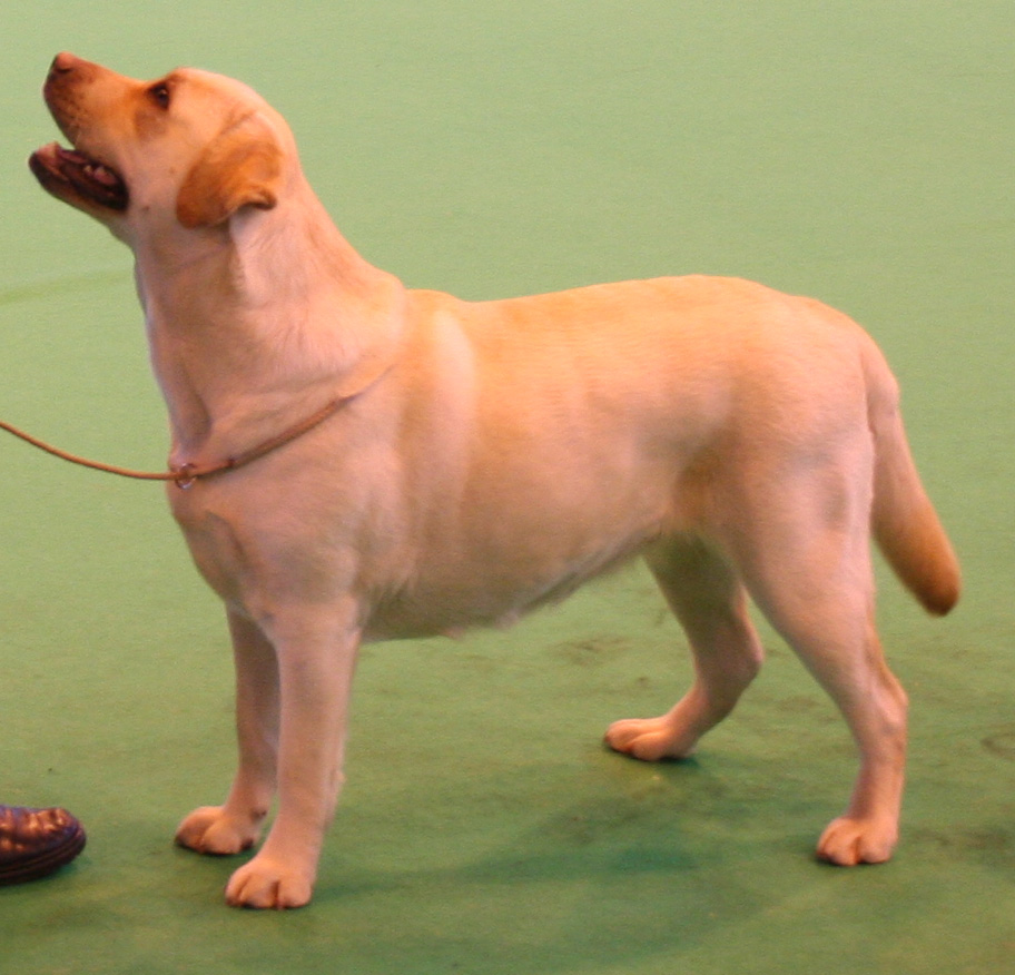 Holly at Crufts 2008