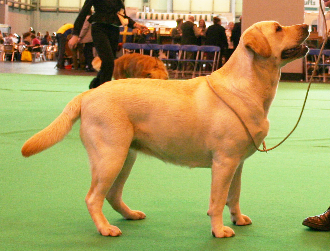 Holly dog at Crufts 2008