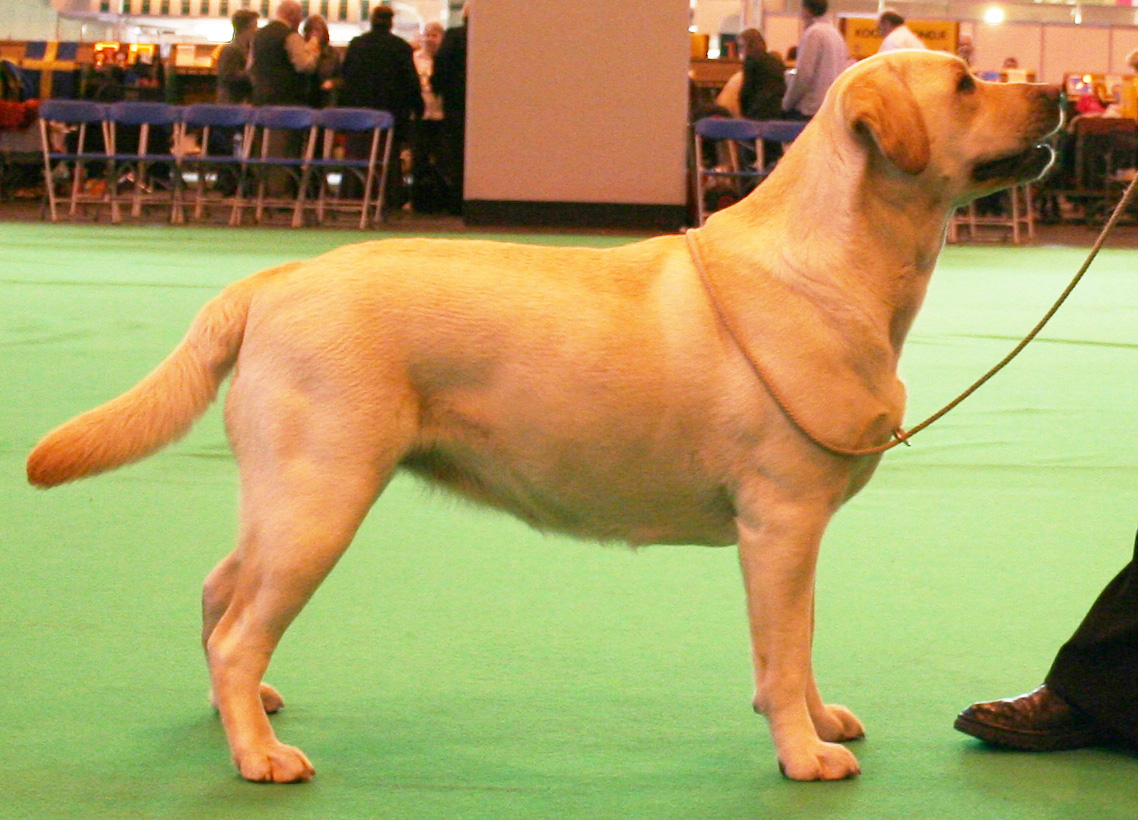 Holly at Crufts 2008