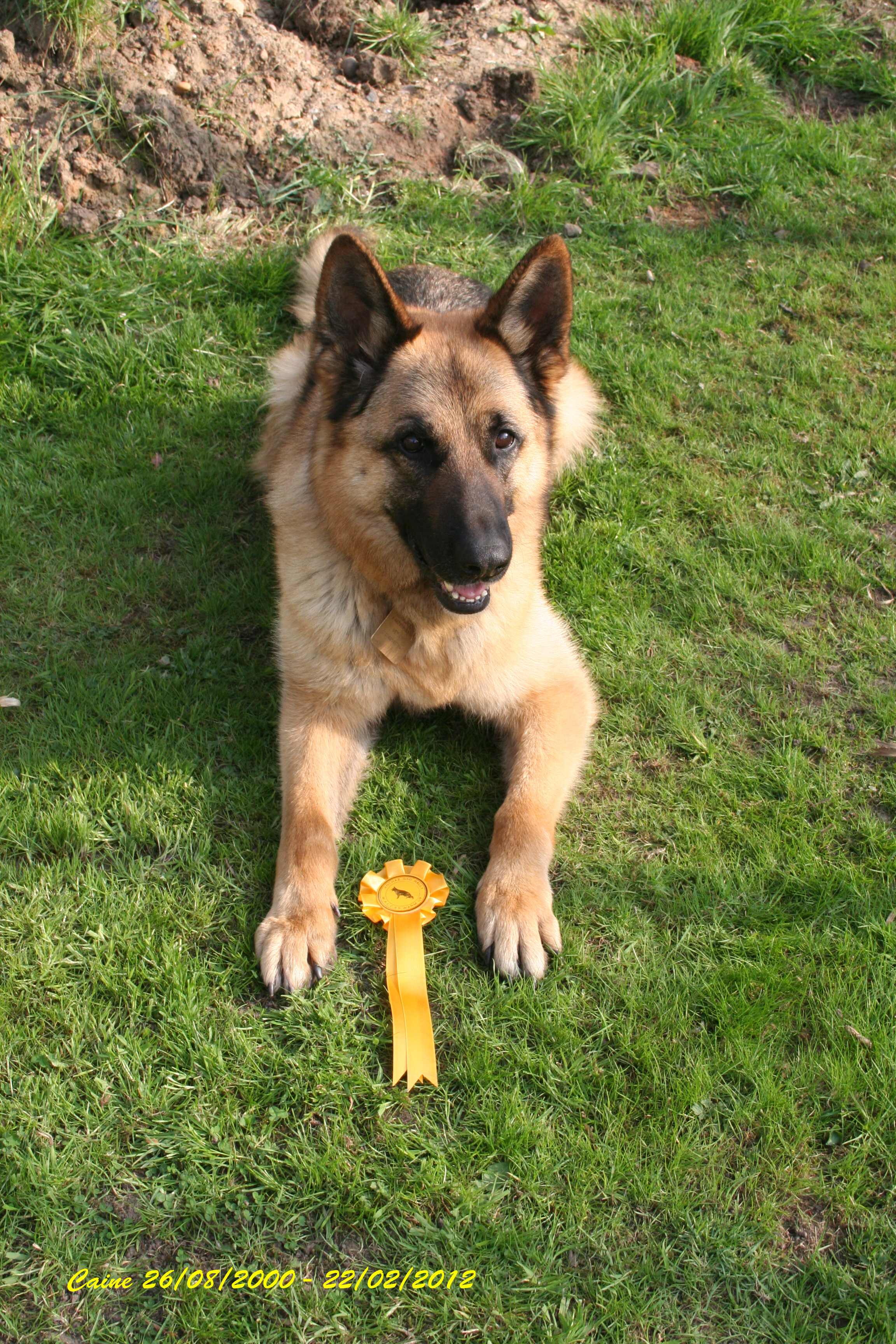 Caine, German Shepherd Rescue, died 22/Feb/2012 ages 11.5 with us for only 5yr and a day