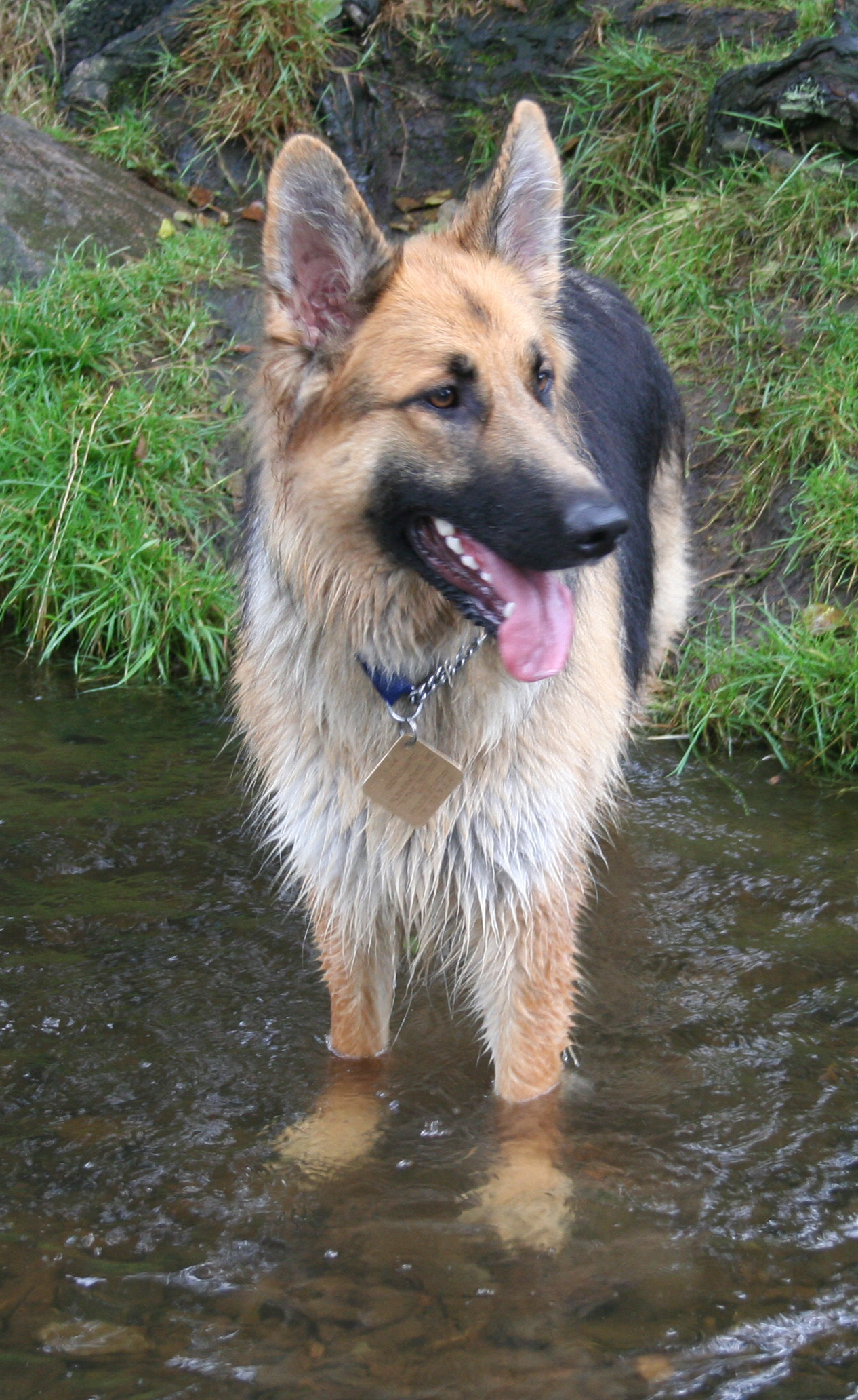 Hazel cooling off - Dog - GSD