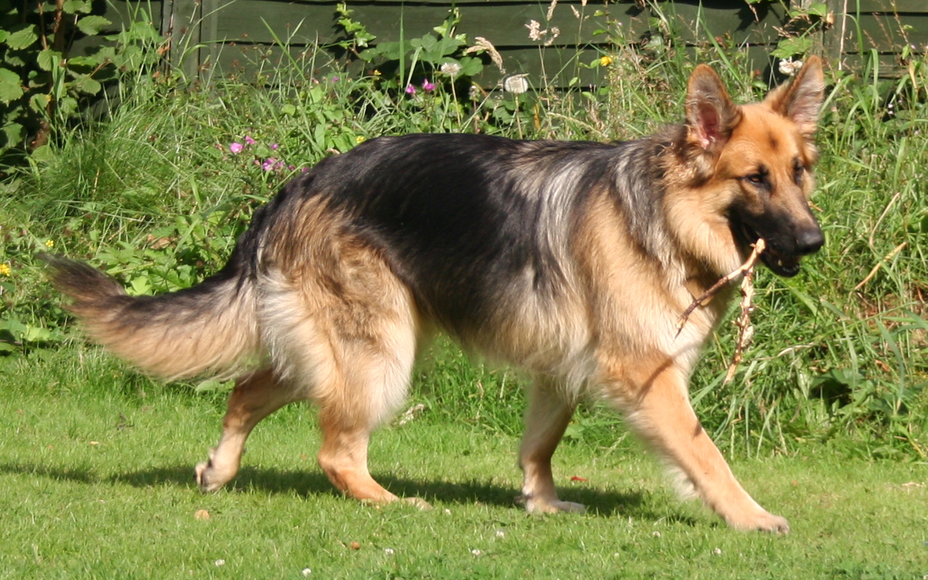 Hazel stepping out in the sun 2007 - Dog - GSD