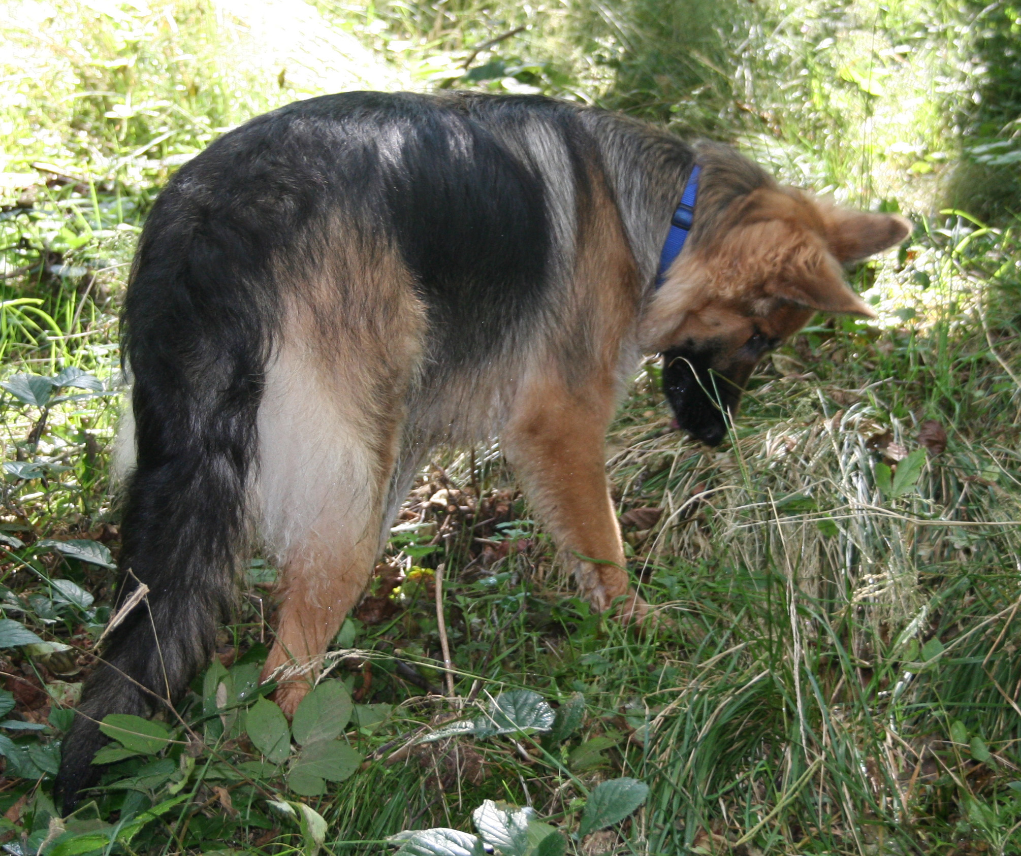 Hazel swatting something in the forest - GSD - Dog