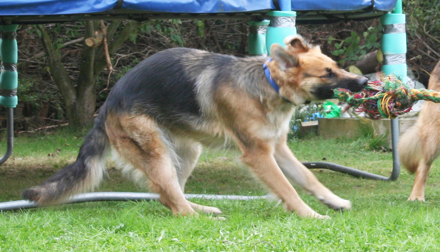 Hazel playing tug on a rope - GSD - Dog