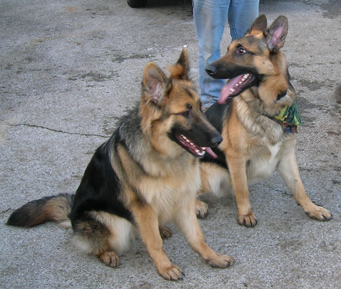 Ace + Hazel - Sit - GSDs GSD - Dogs