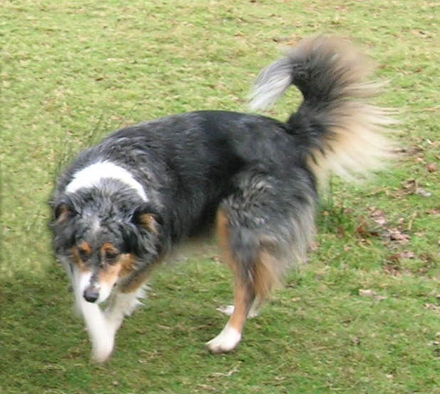 Misty in Bradgate Park, Died March 2012
