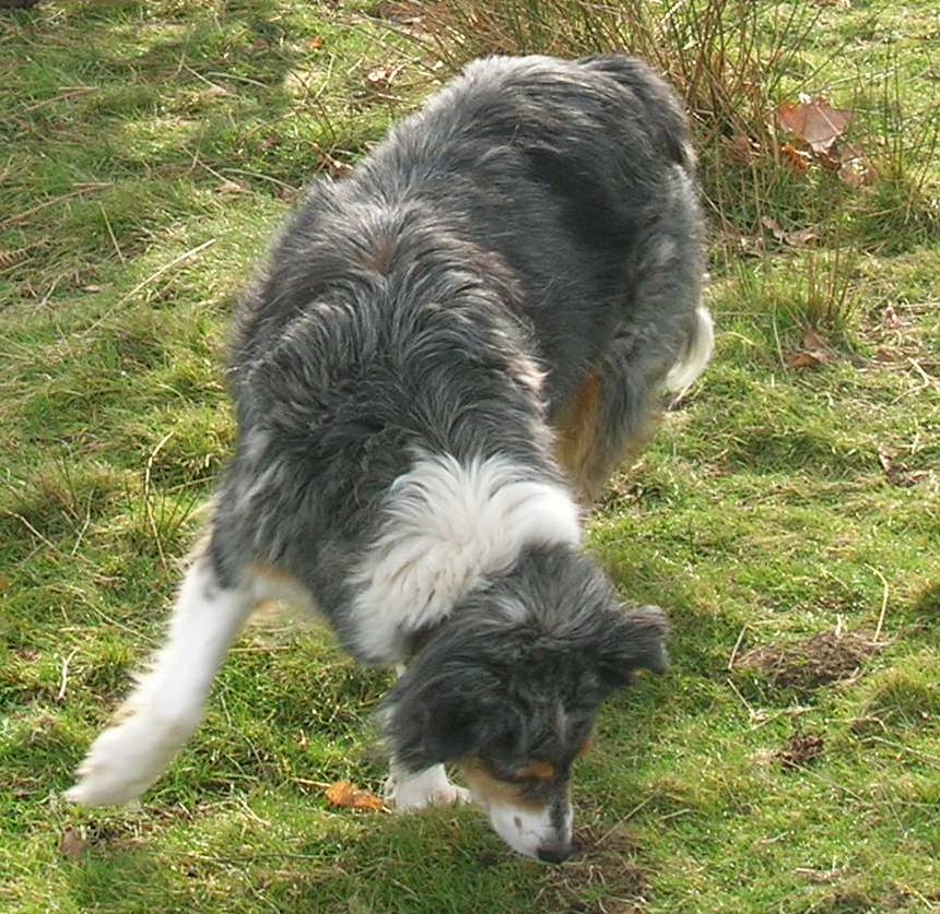 Misty in Bradgate Park,Leicestershire.  Misty died March 2012