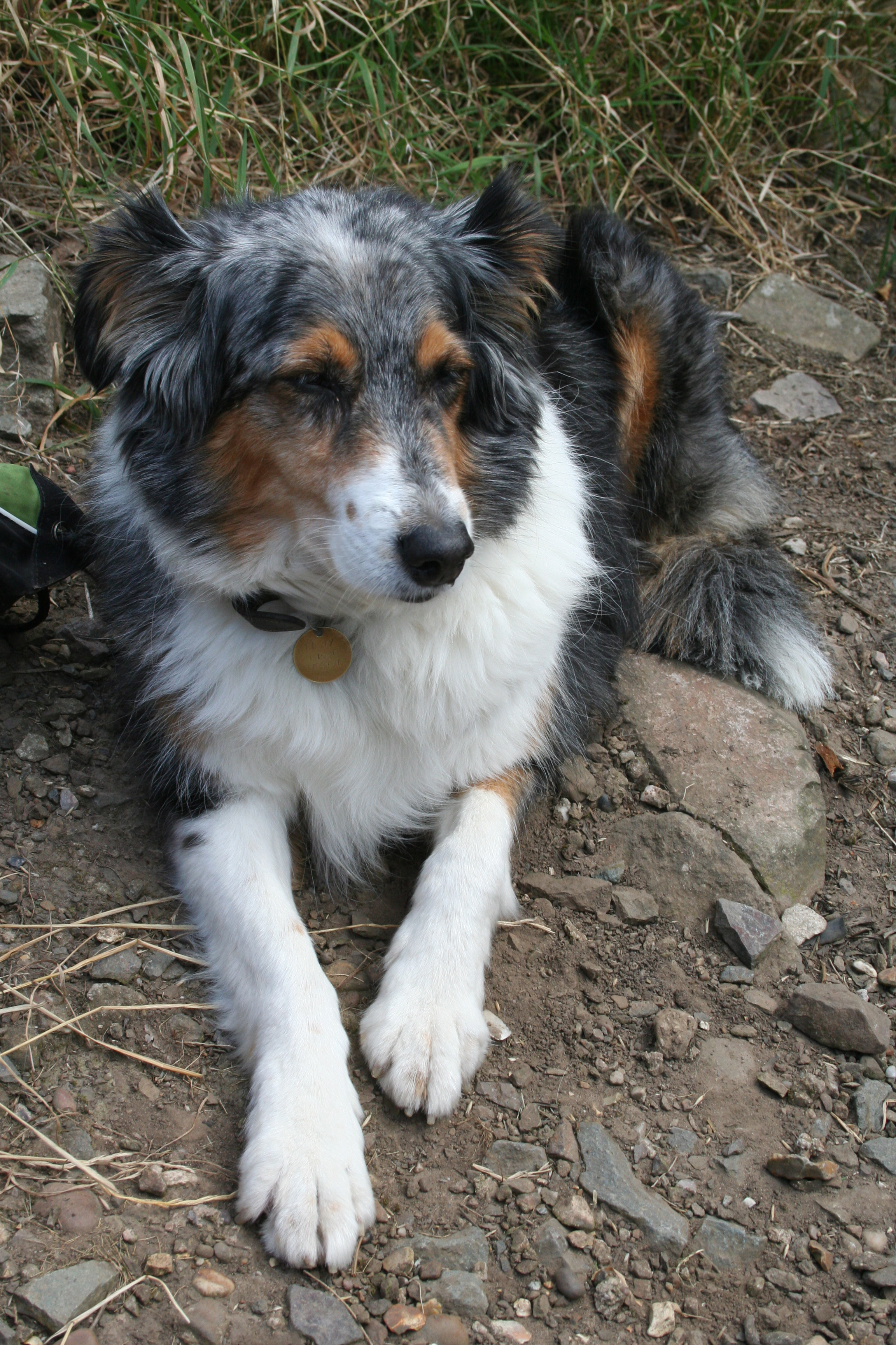 Misty on Bardon Hill, died March 2012