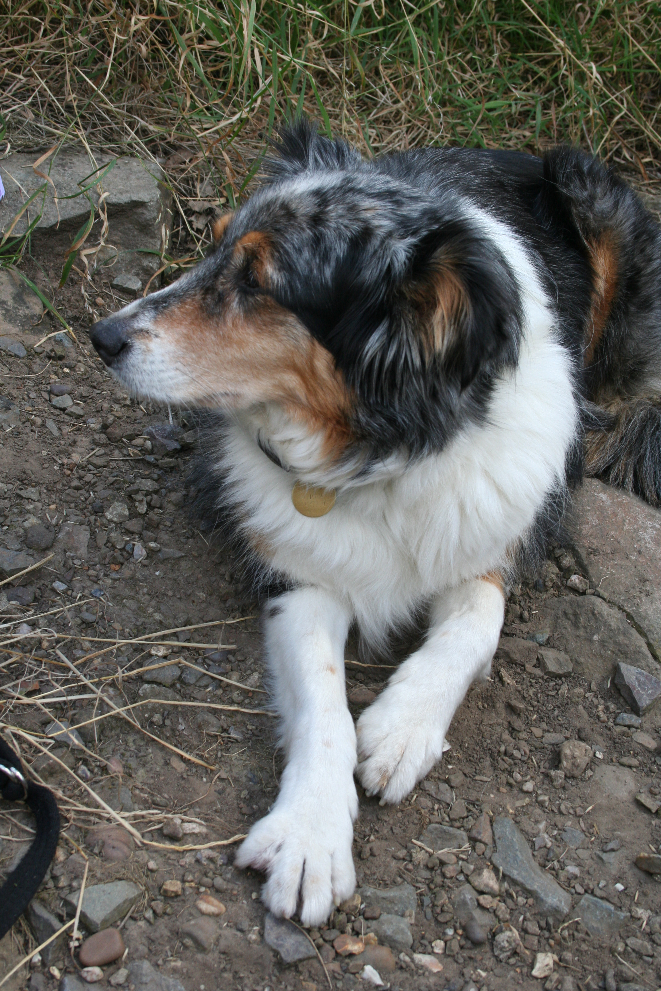 Misty on Bardon Hill, died March 2012