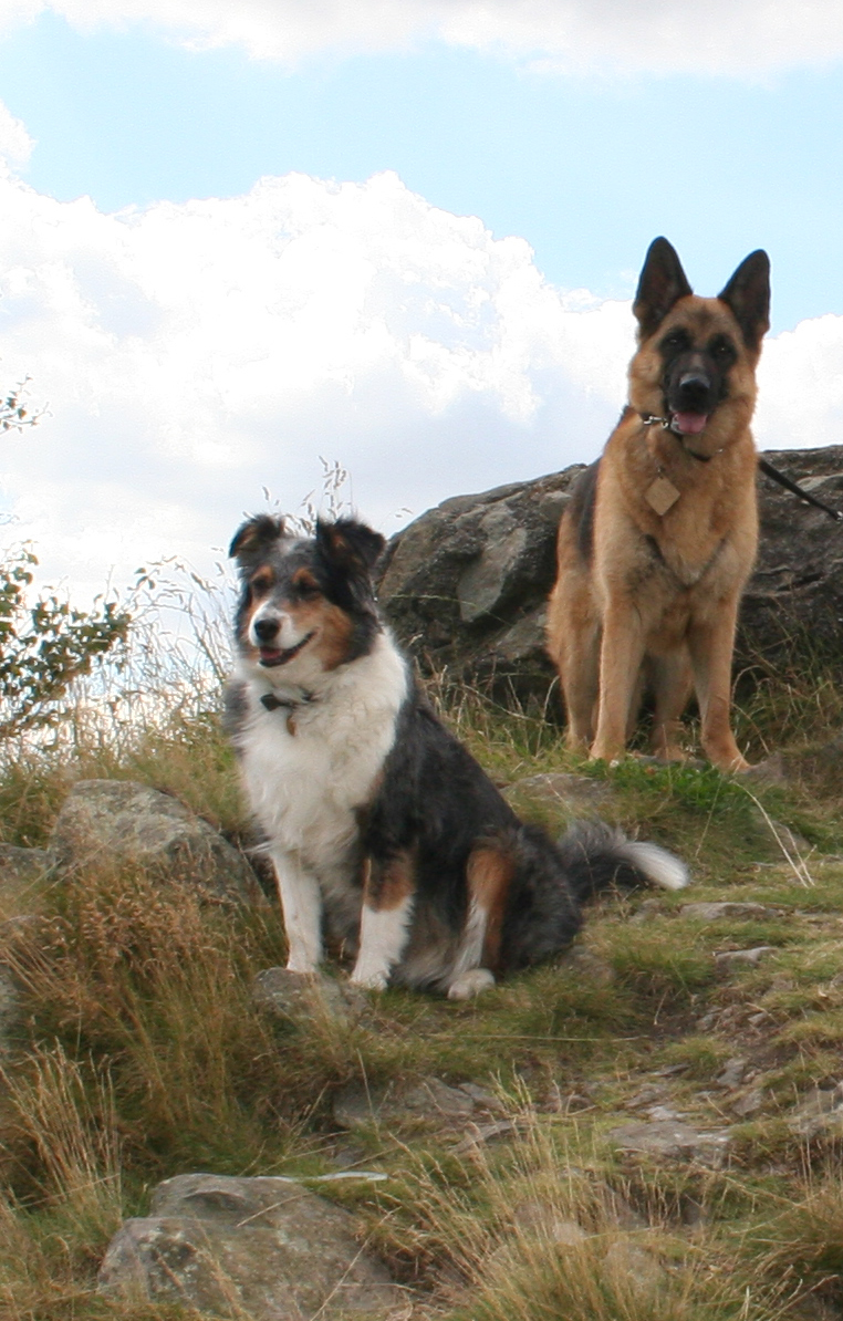 Misty and Caine on Bardon Hill, both died 2012, both  greatly missed