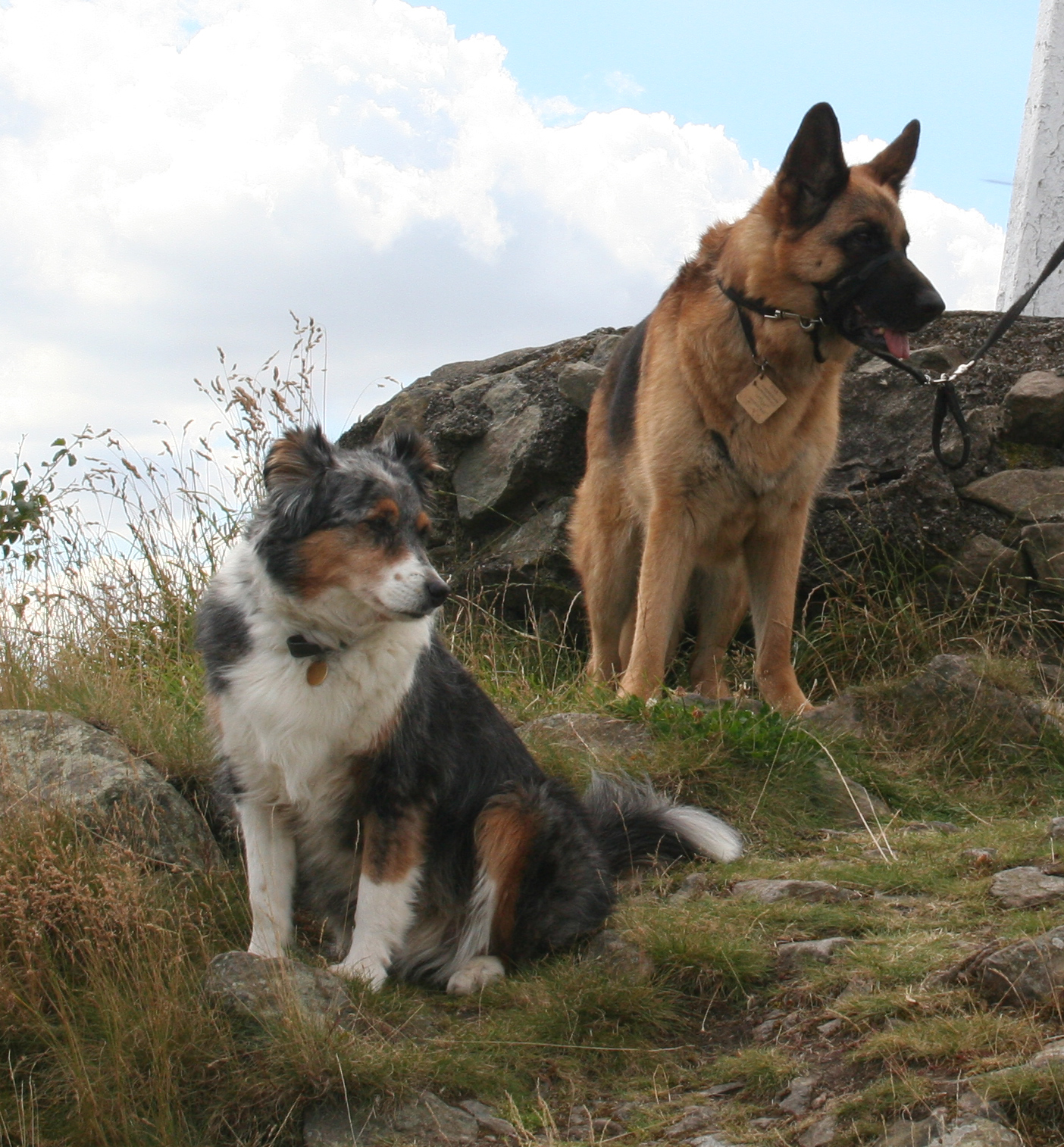 Misty & Caine on Bardon Hill, both greatly missed, died  March and February 2012