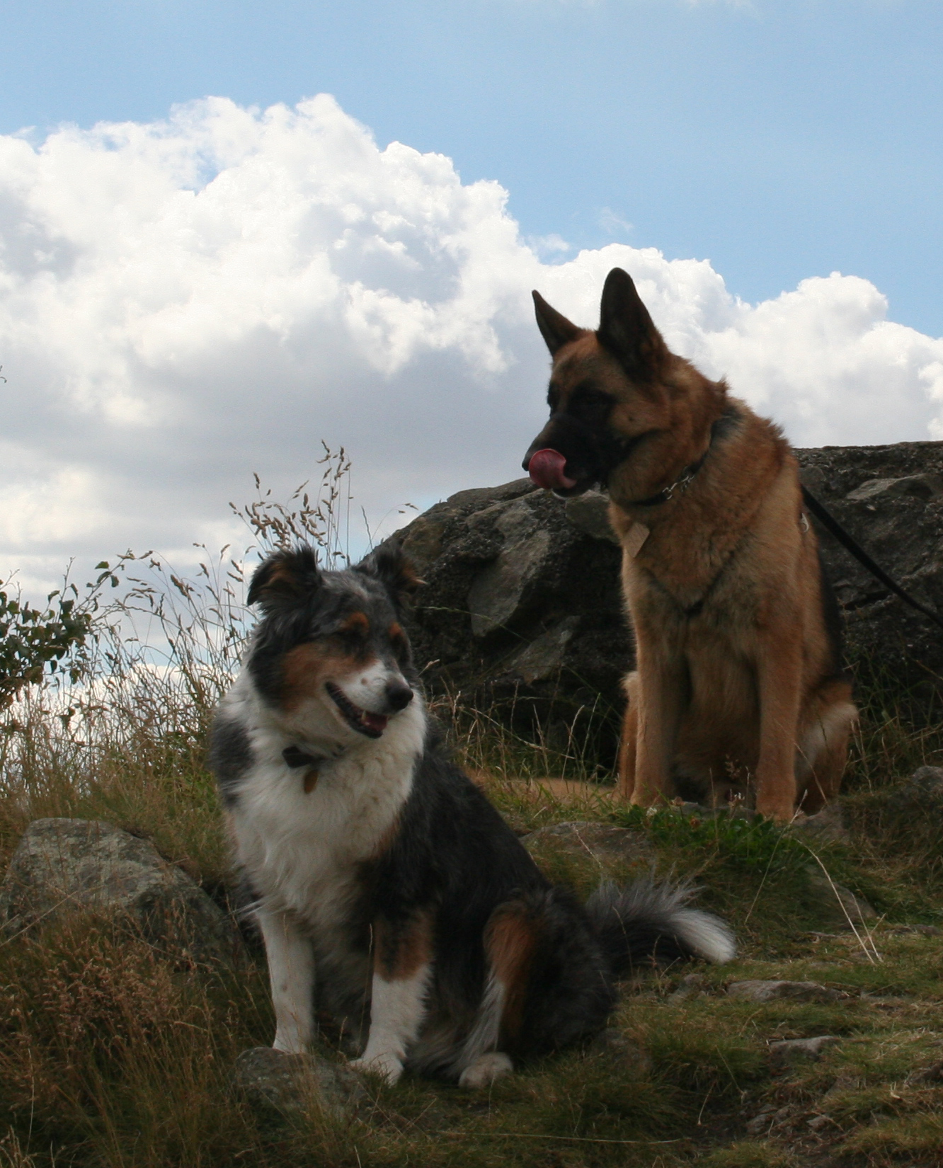 Misty and Caine on Bardon Hill, Leicestershire, both greathly missed, died two weeks apart in February - March 2012