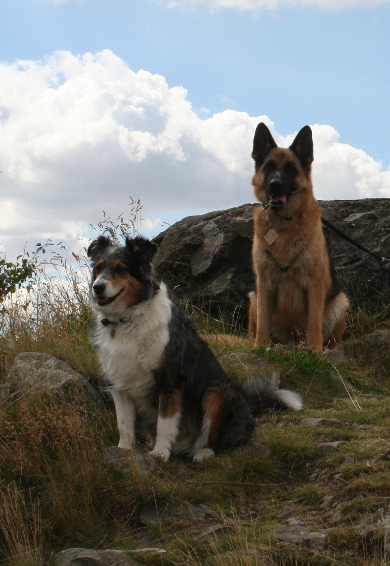 Misty & Caine on Bardon Hill, both died 2 wks apart February - March 2012, both greatly missed