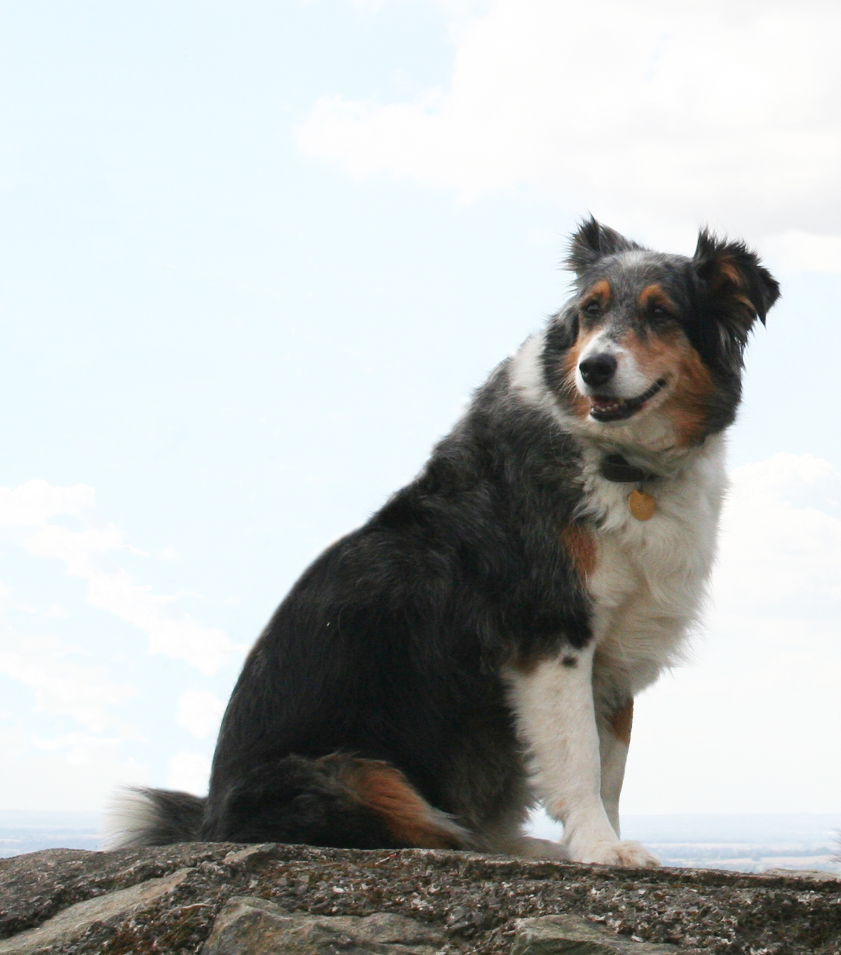 Misty on Bardon Hill Monument.  Misty died March 2012, she is greatly missed