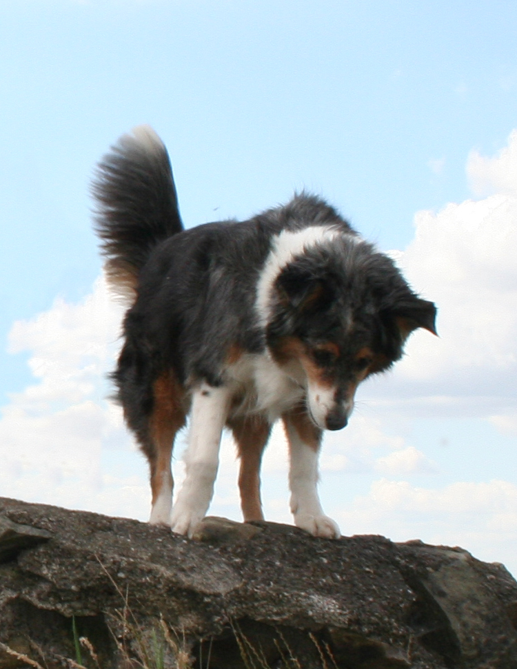 Misty on Bardon Hill Monument, highest point in Leicestershire.  Misty died March 2012 