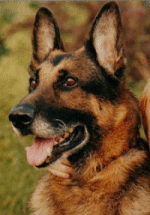 Dog - German Shepherd