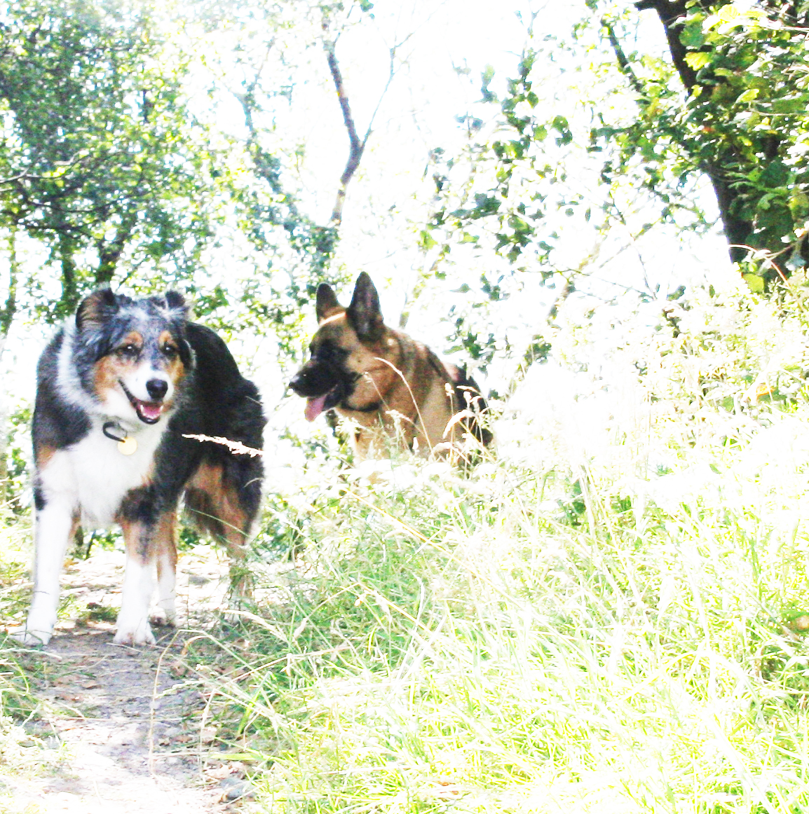 Misty & Caine on Bardon Hill, Leicestershire, Both died early in 2012, 2 weeks apart