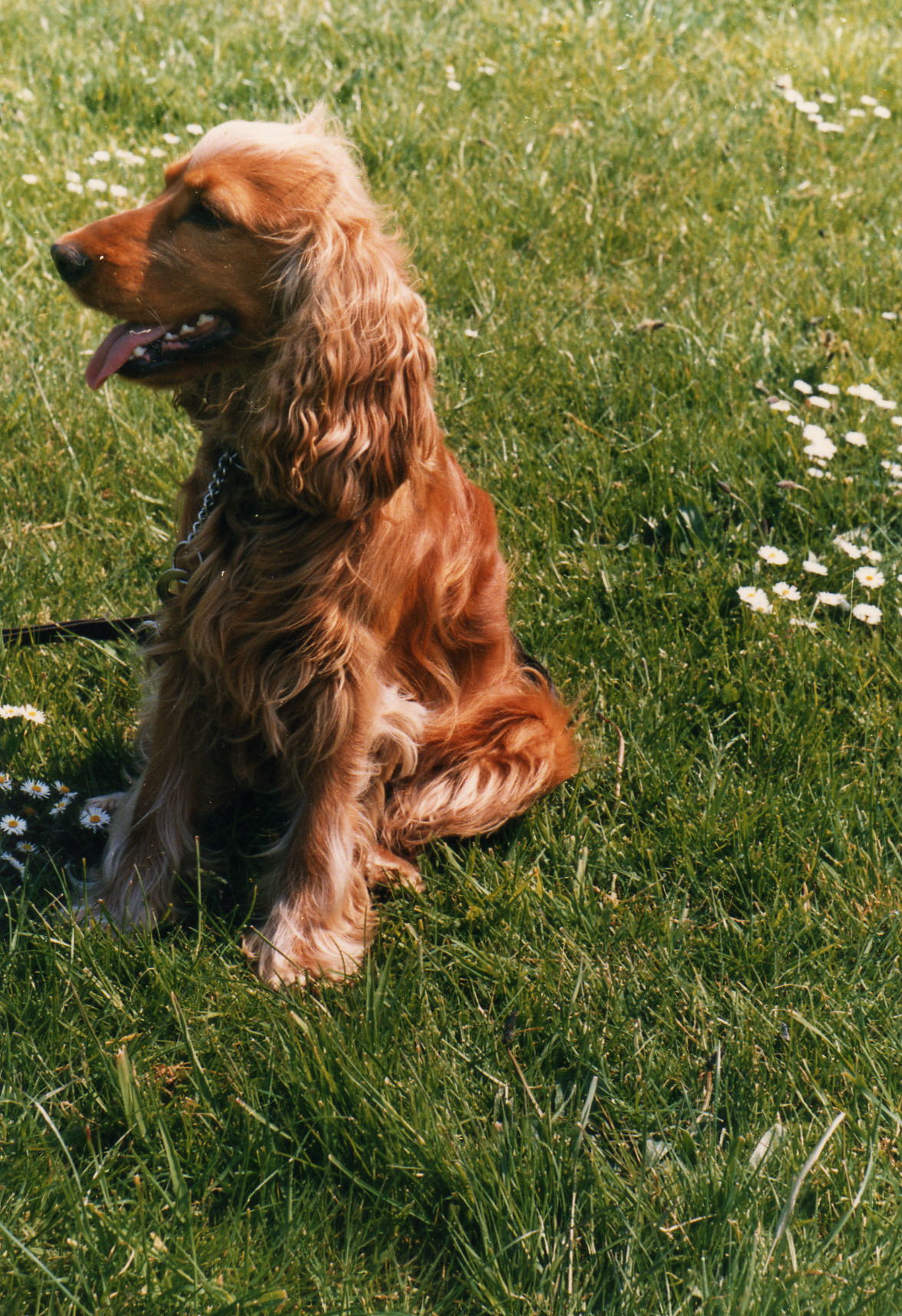 Little Ben, Cocker Spaniel