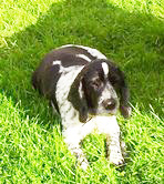 cocker spaniel