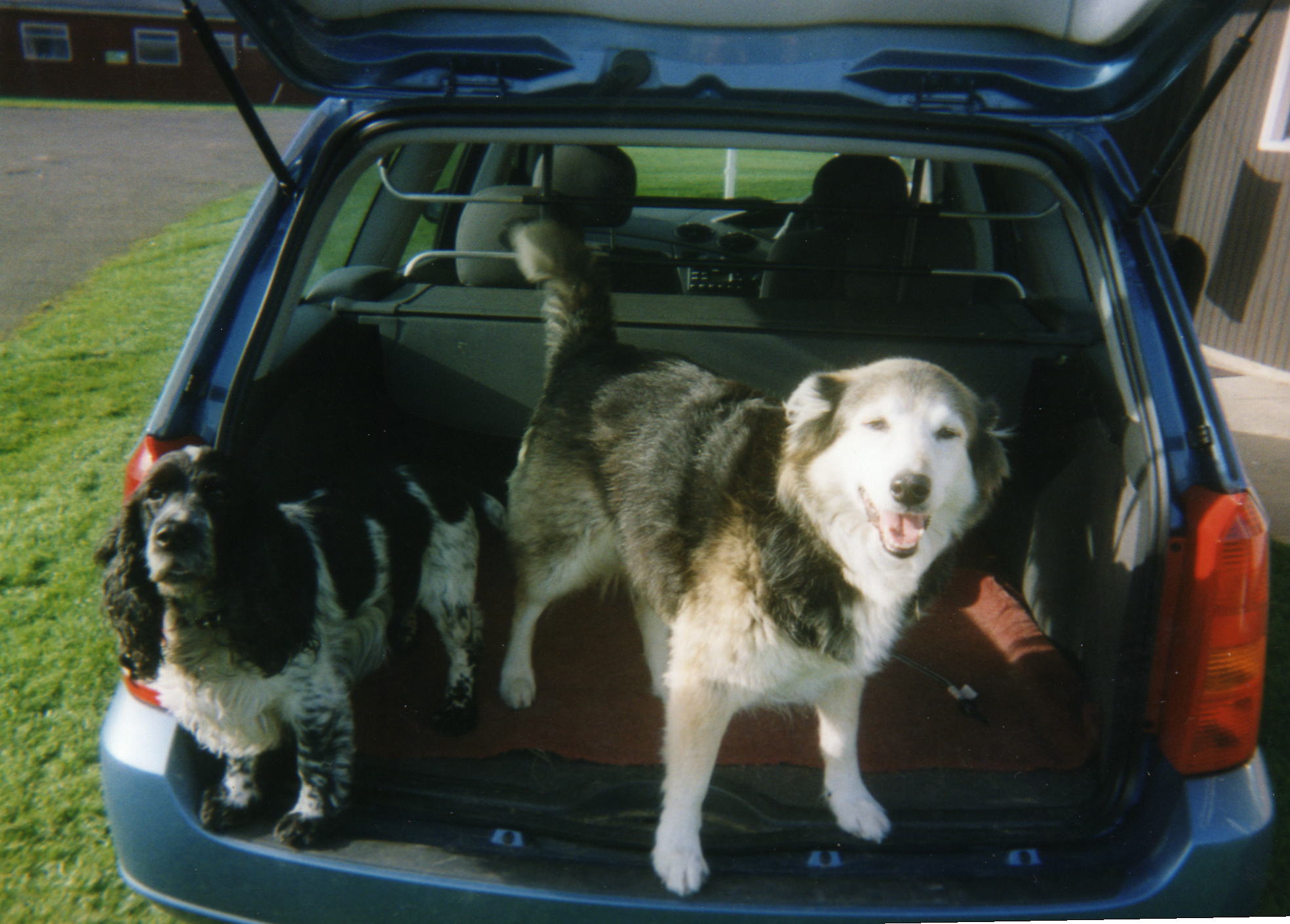 Collie and Spaniel