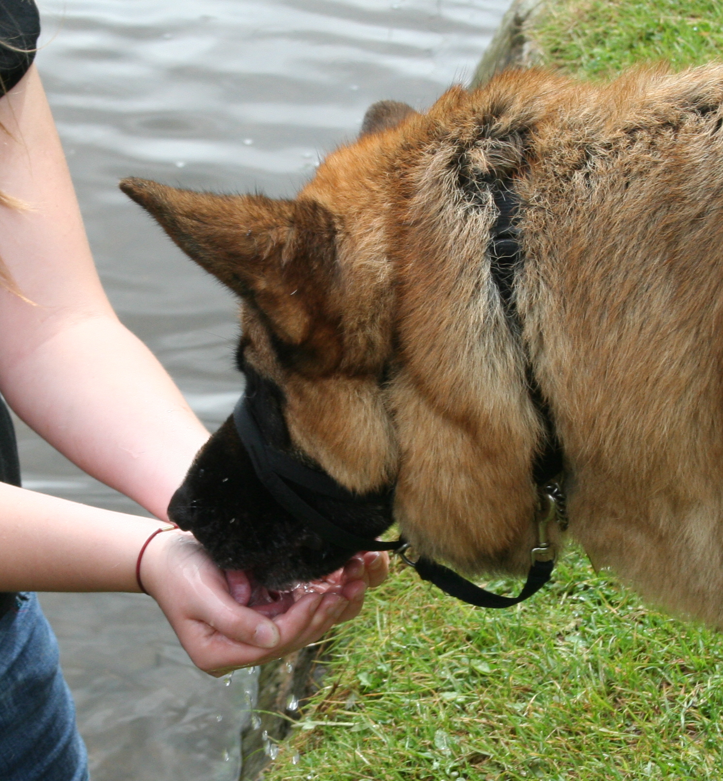 Caine Drinking