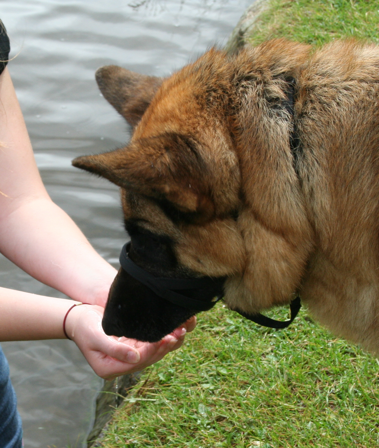 Dog Drinking