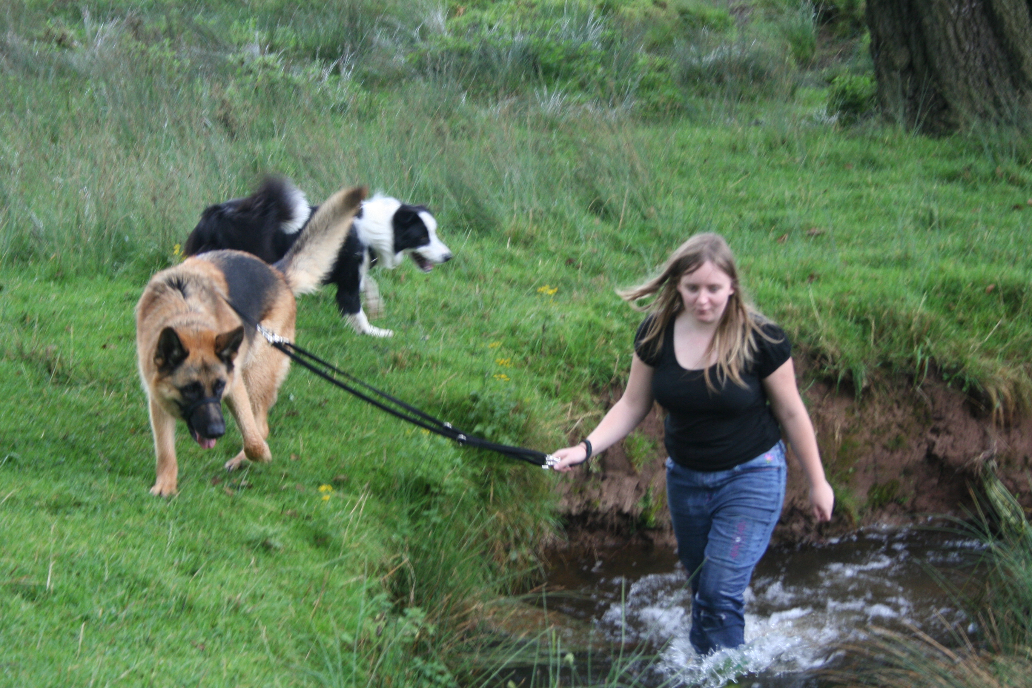 Teen walking dogs - GSD