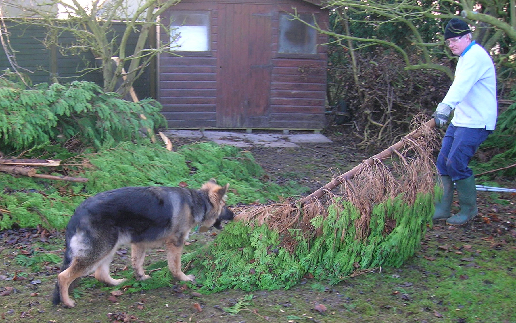 GSD Dog hitching a ride on tree branch pulled by Man, in a garden, Leicestershire UK