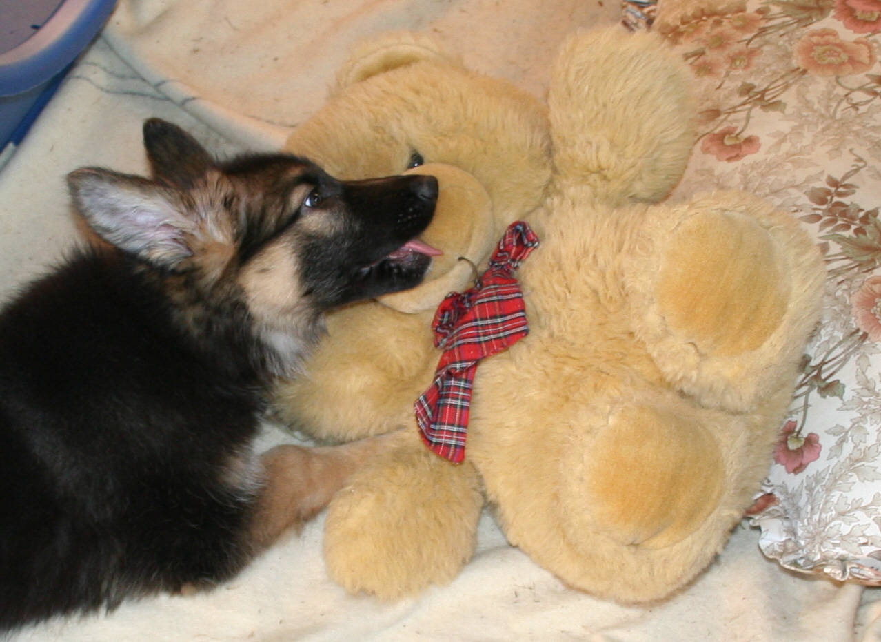 PUPPY CHEW TEDDY