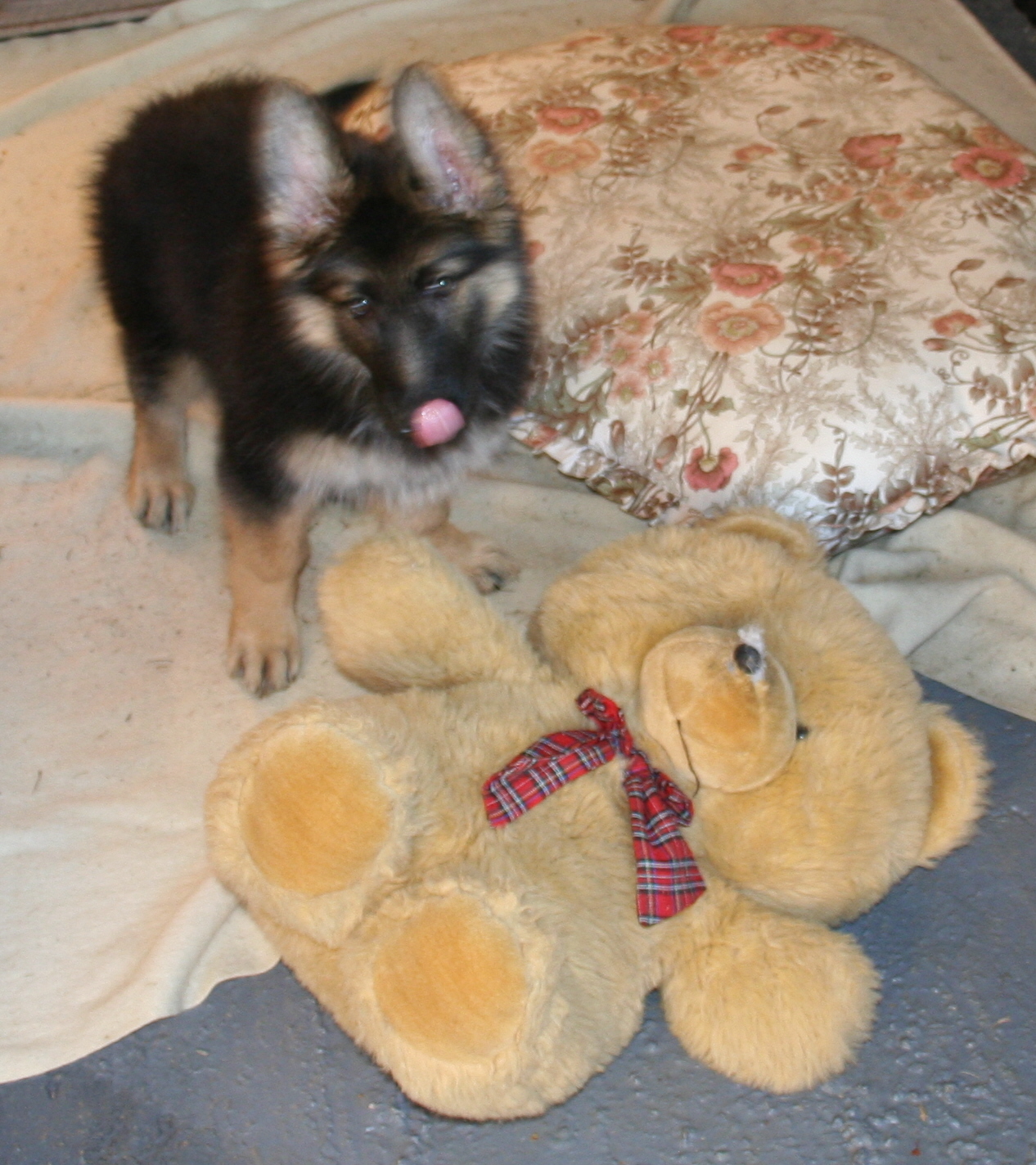 GSD Puppy and Teddy