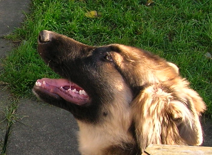 GSD Dog Head