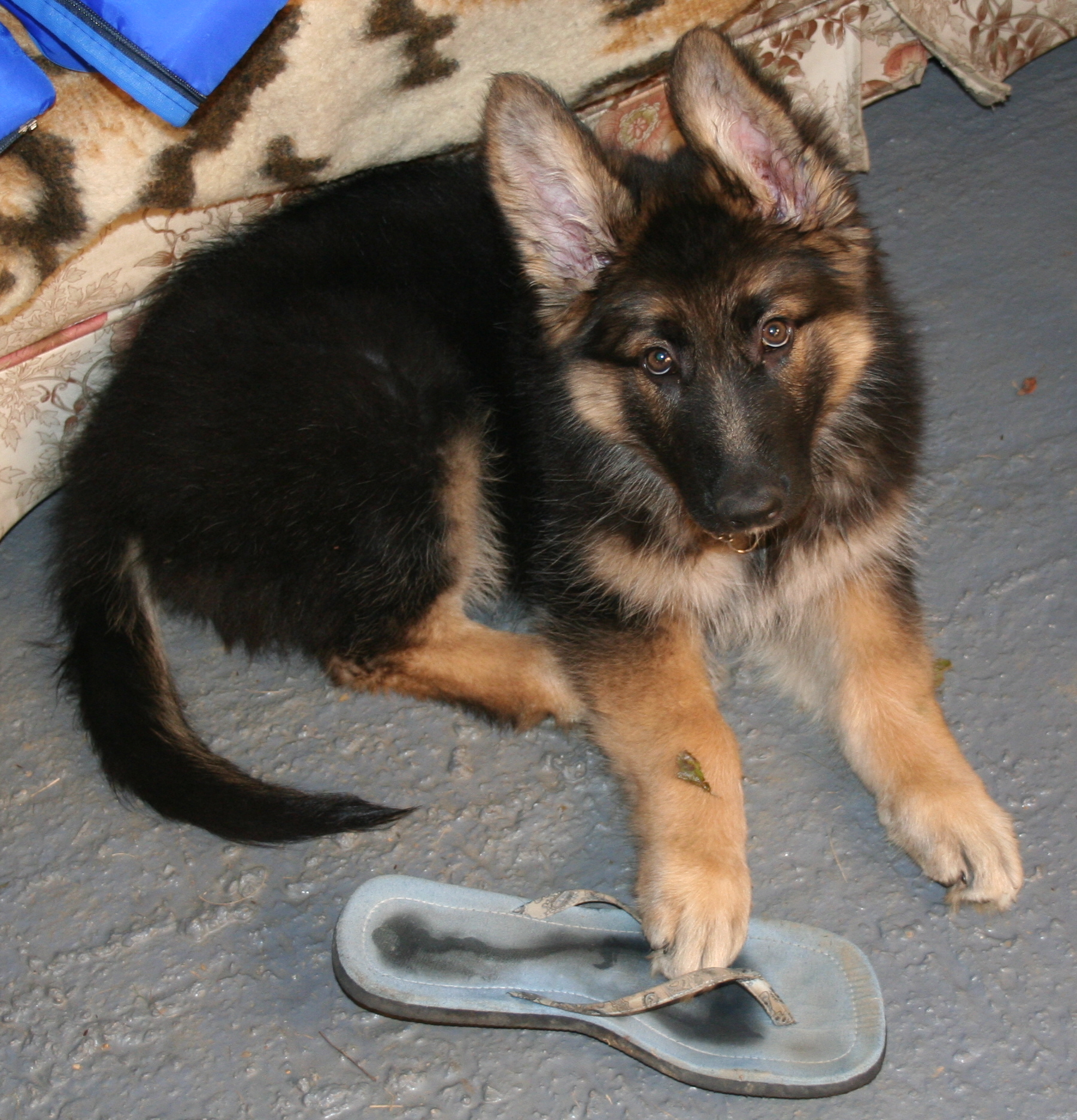 GSD Puppy with teddy bear