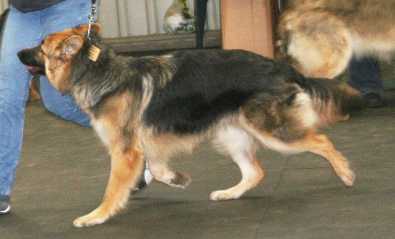 GSD puppy dog running right to left