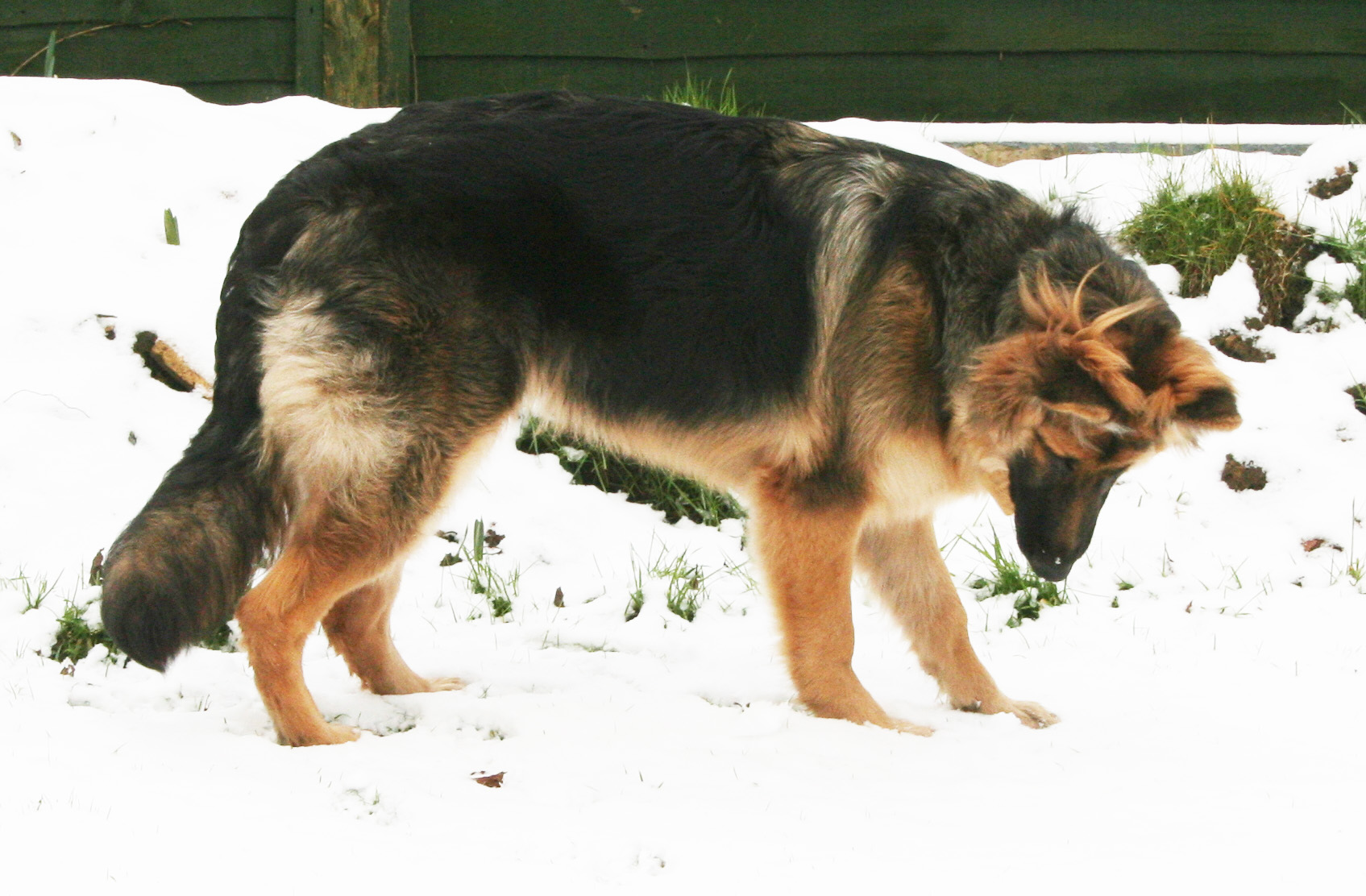 GSD Dog in the snow, facing left to right