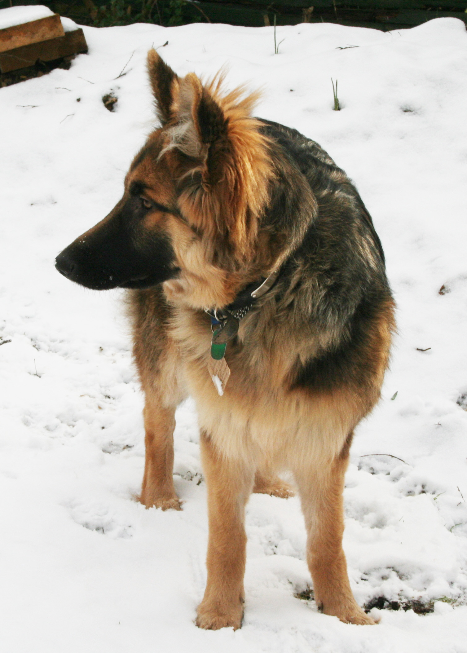 GSD puppy dog in the snow, posing