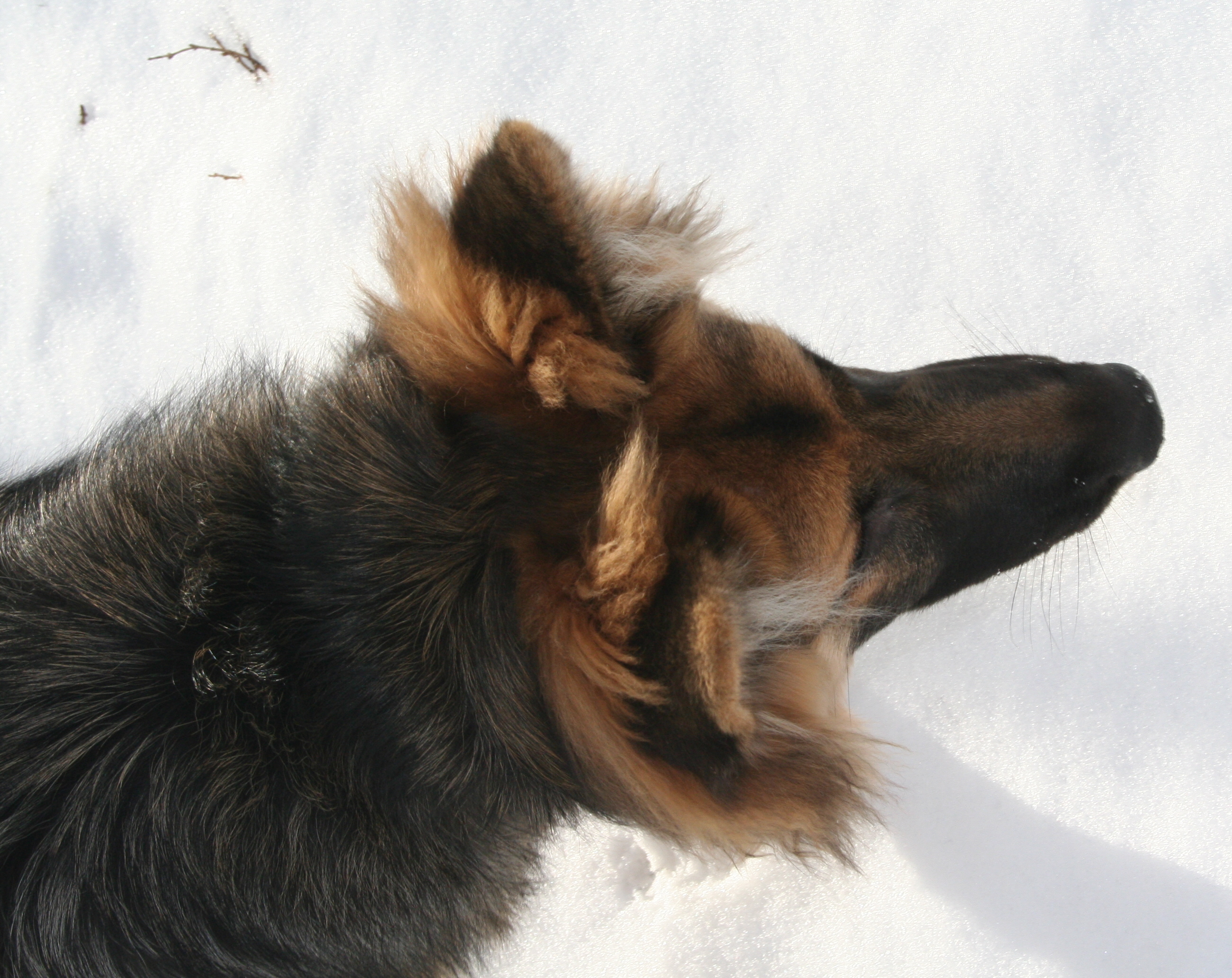 GSD puppy dog in the snow, head shot only