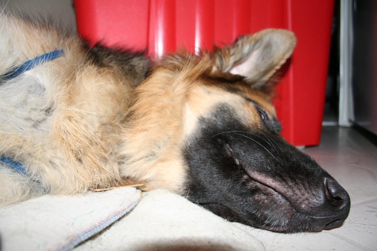 GSD Hazel asleep indoors