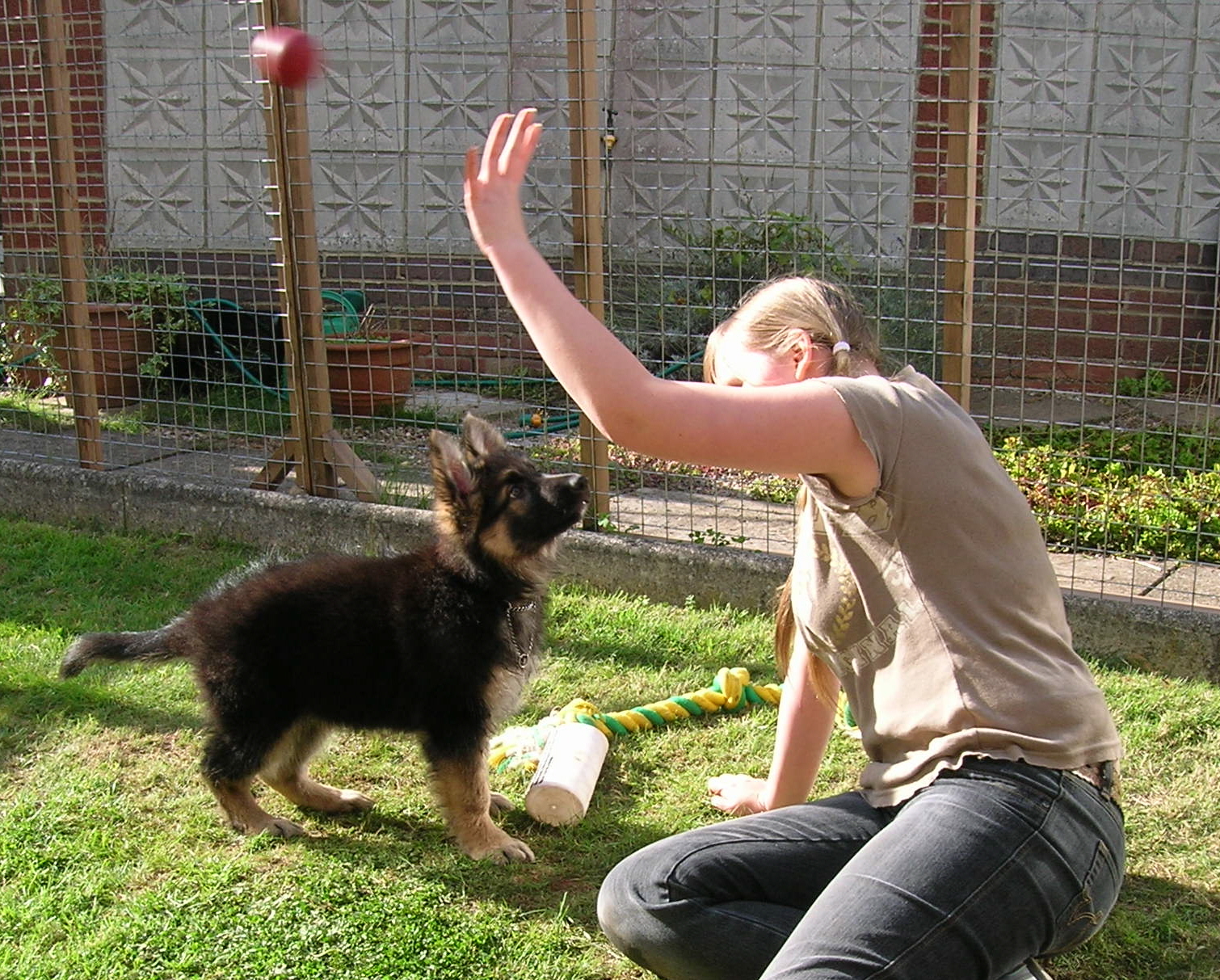 PUPPY PLAY BALL