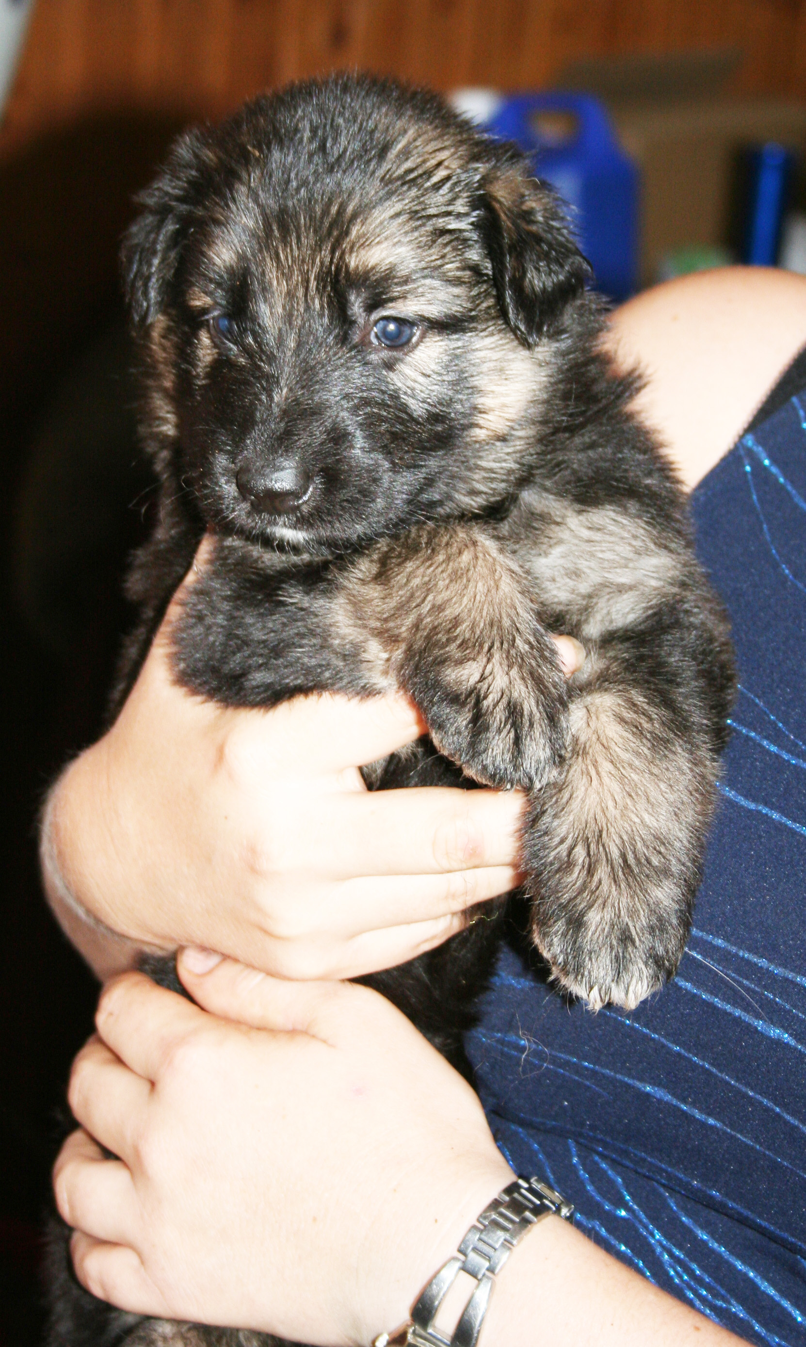 Hazel at a few weeks - GSD dog puppy