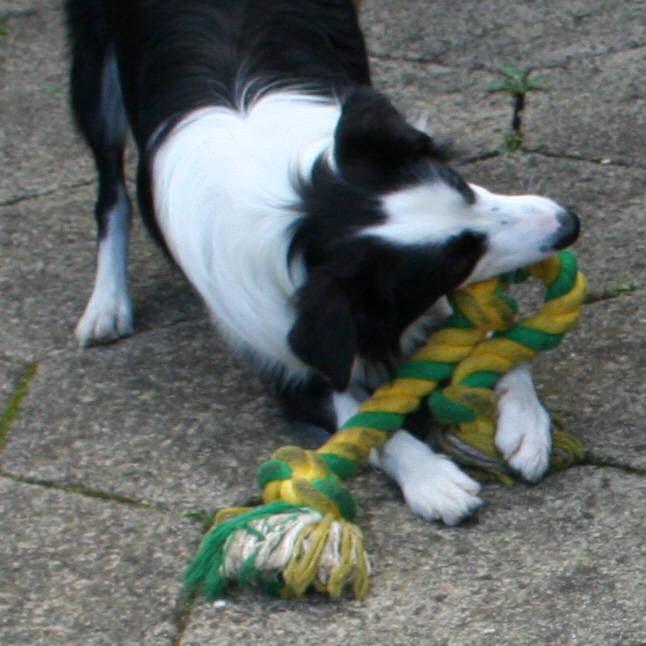 Puppy Chewing rope