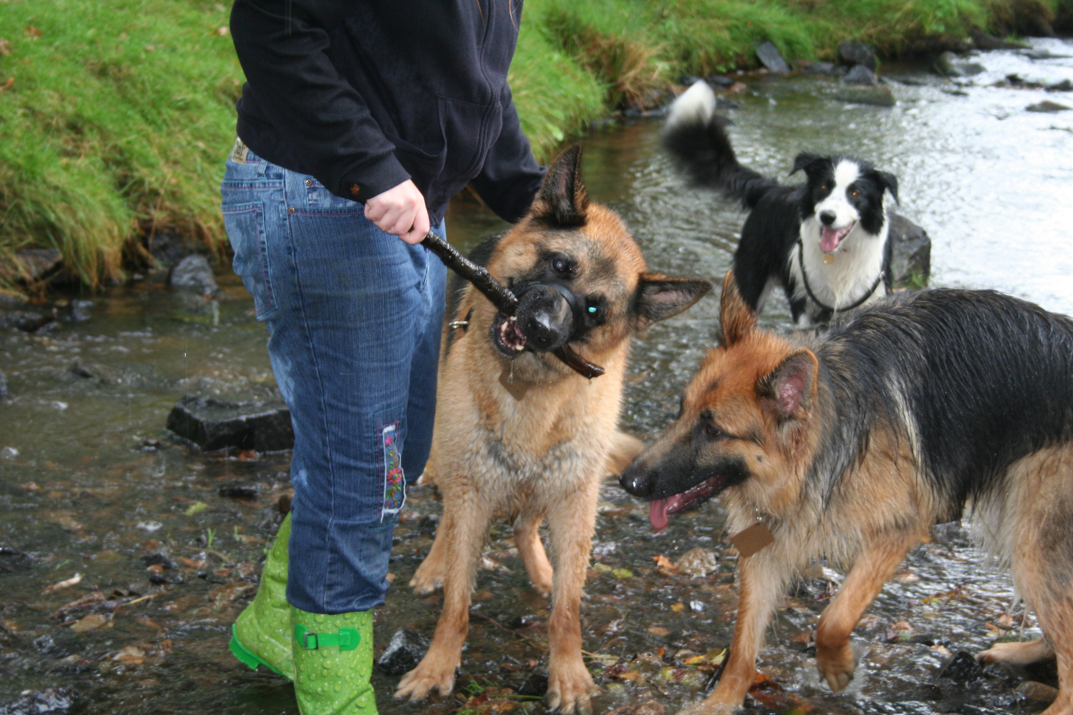 Dogs and stick