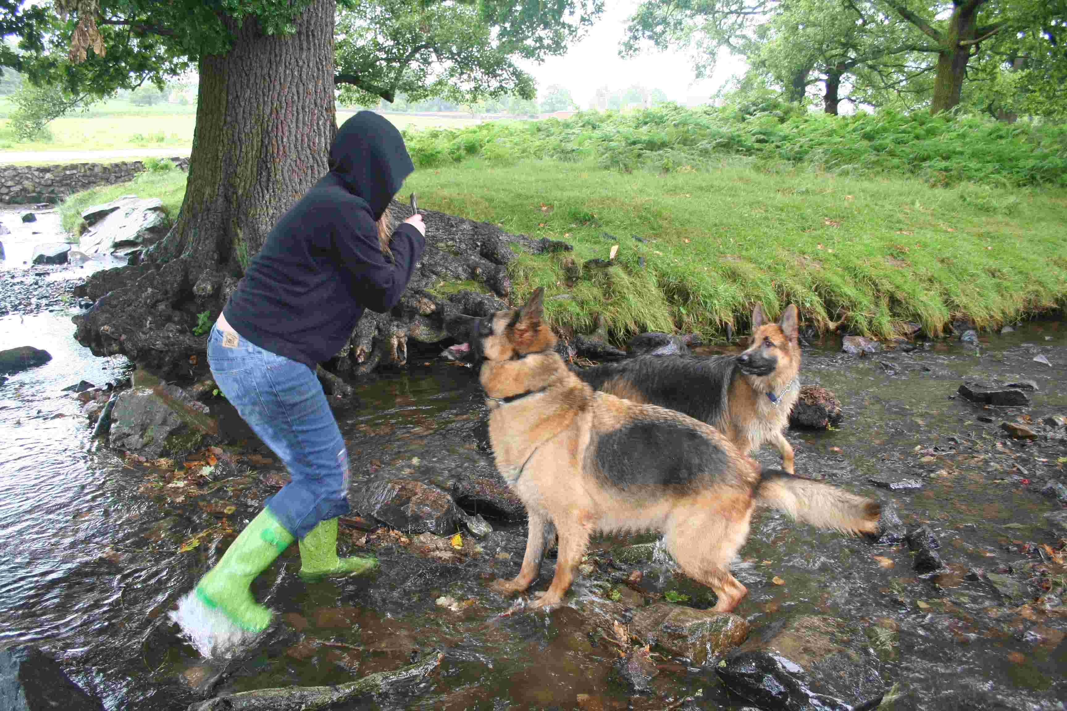 Dog and stick