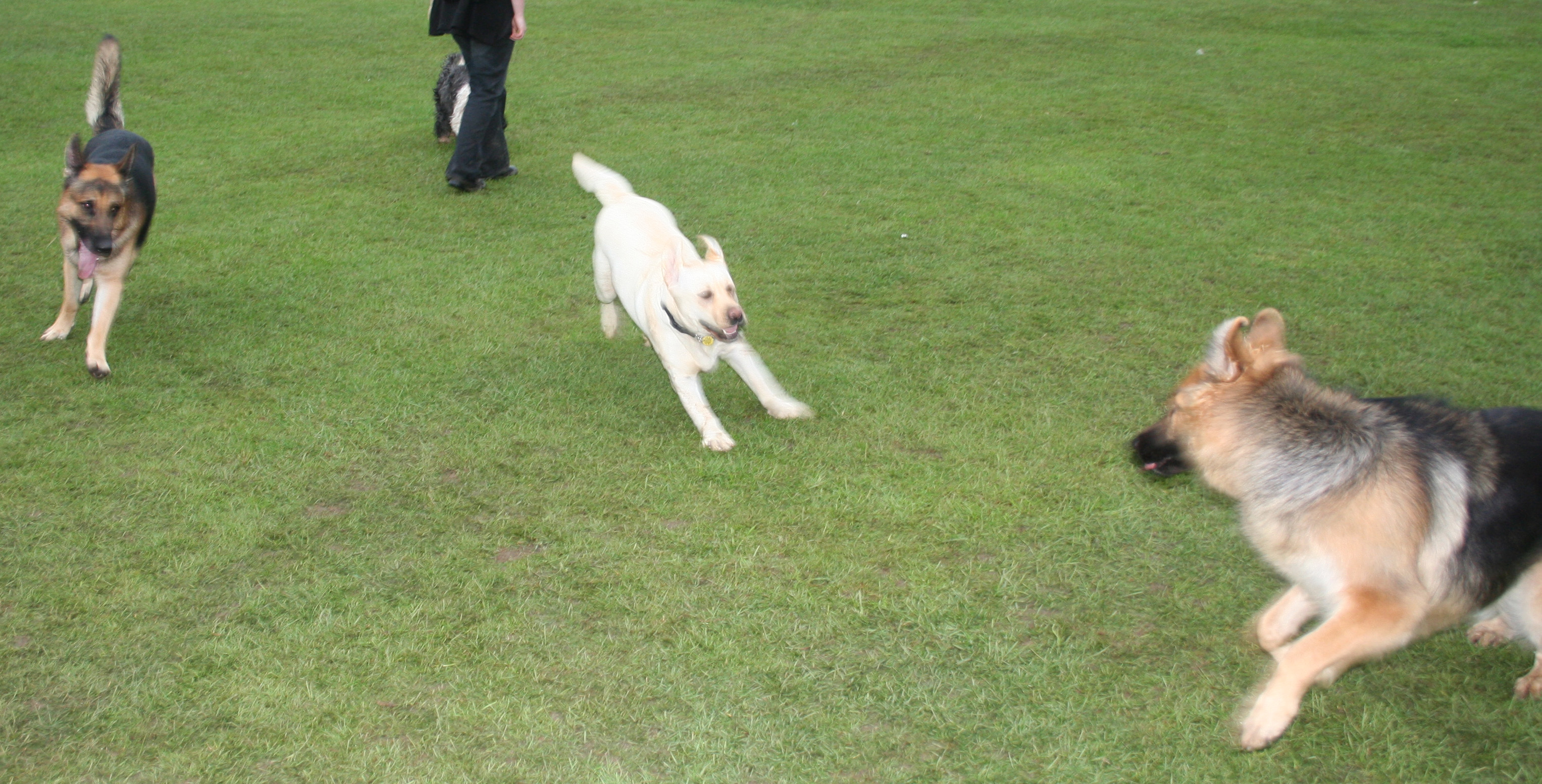 3 large dogs playing