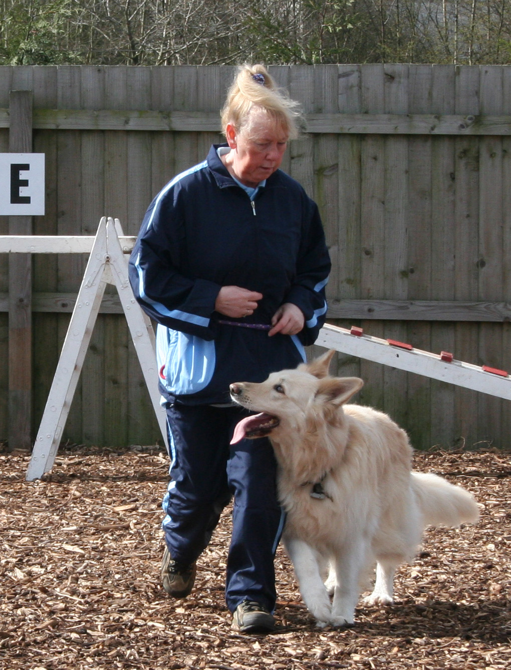 Angel working to heel - White GSD dog