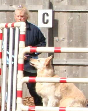 Angel dog - White GSD