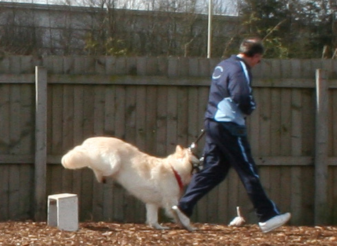 white gsd dog - jumping