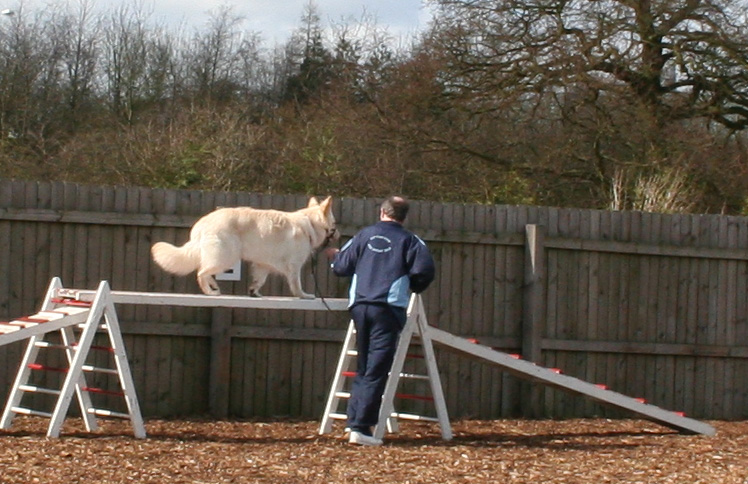 White GSD on Ramp