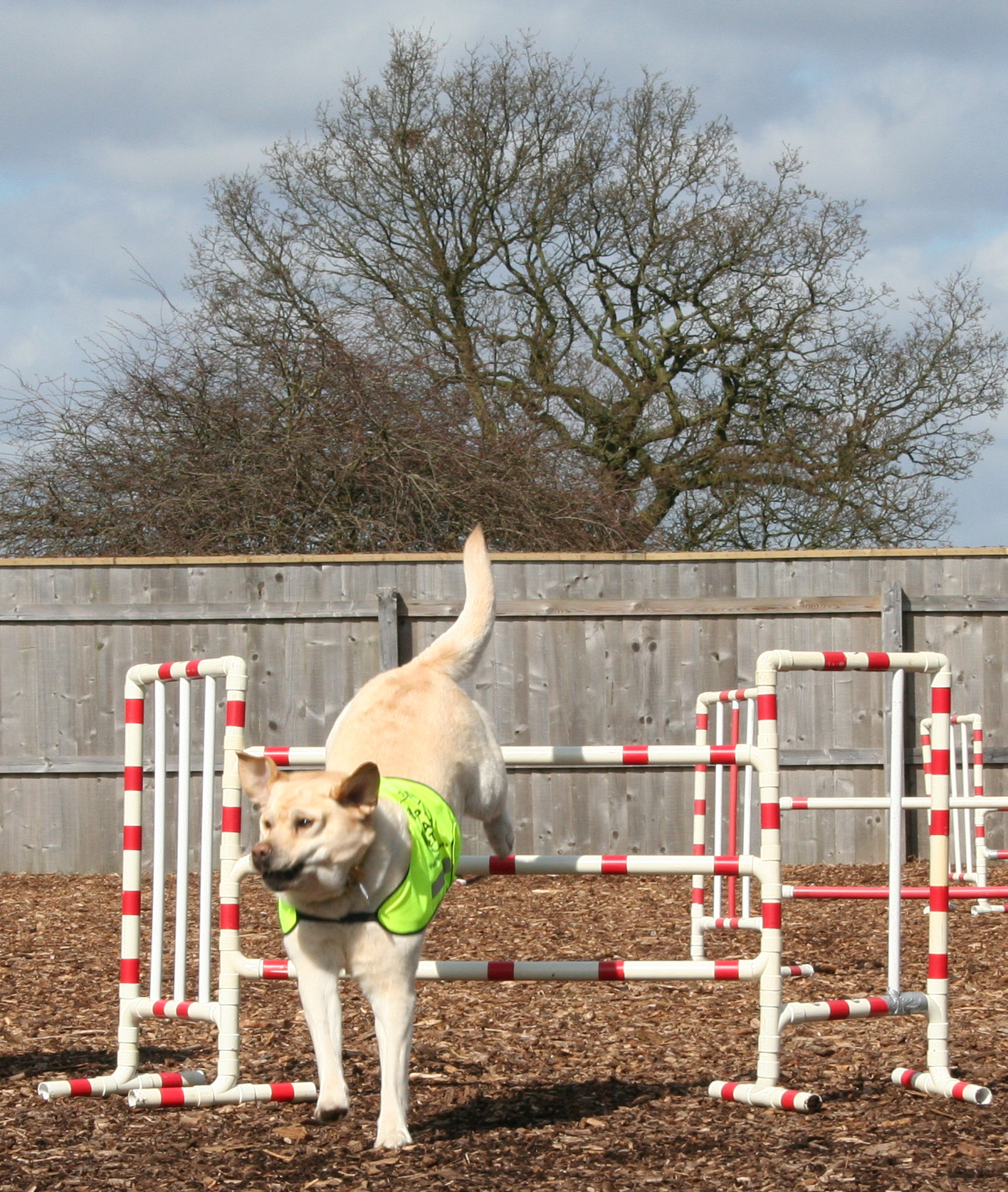 Holly - dog jumping - Old Park Farm Dog Display Team - uk