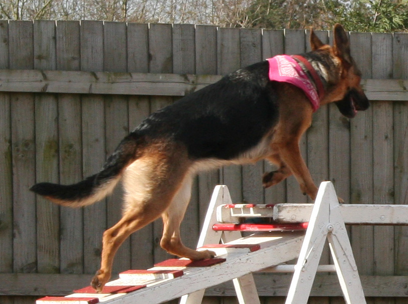 Roxie on a ramp - a GSD dog